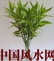 襄阳十二生肖养什么植物最旺财运？你知道吗！